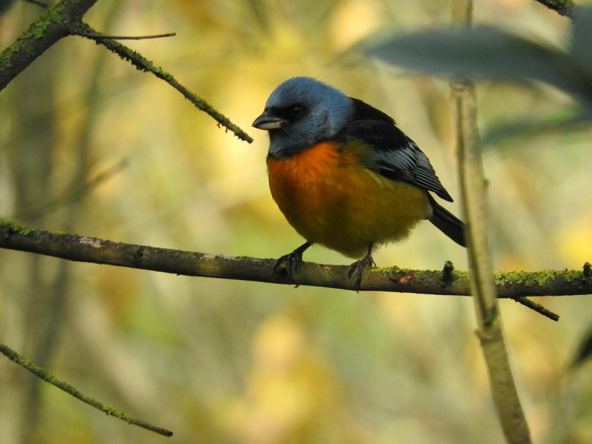 Blue-and-yellow Tanager - Enrique Chiurla