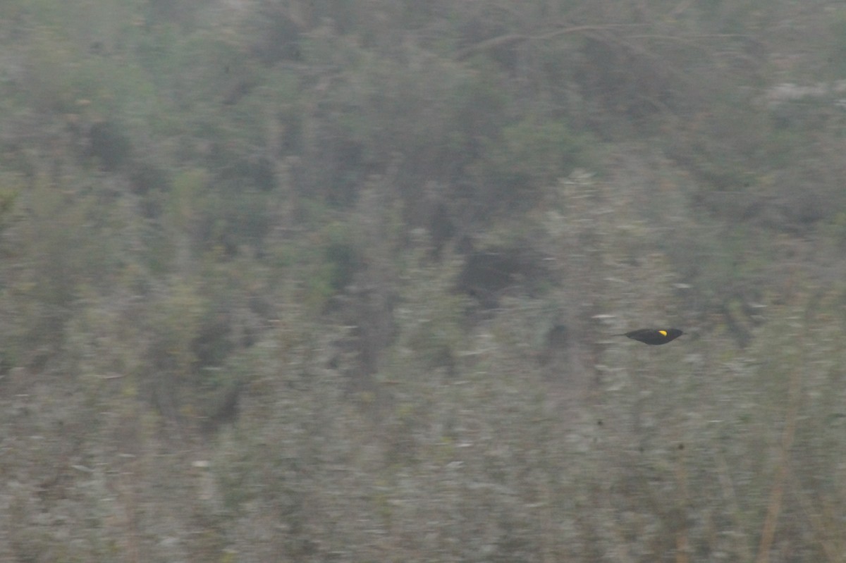 Yellow-winged Blackbird - ML620378913