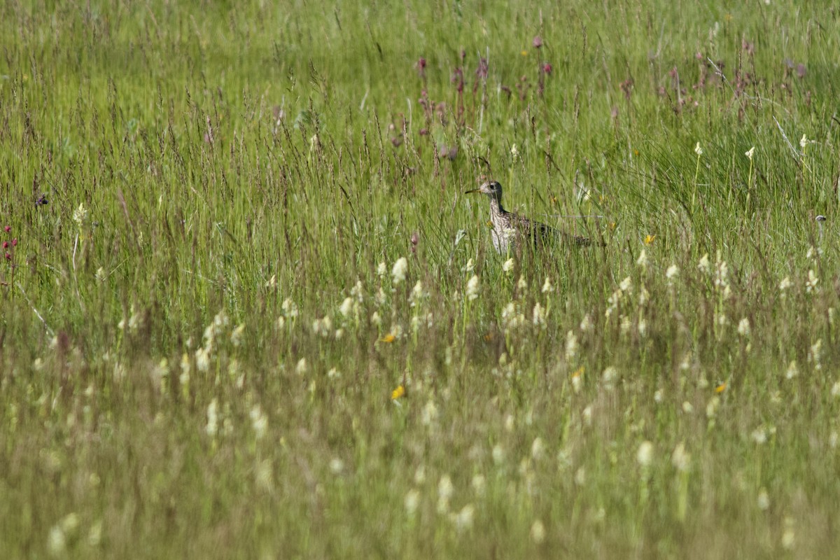 Upland Sandpiper - ML620378914