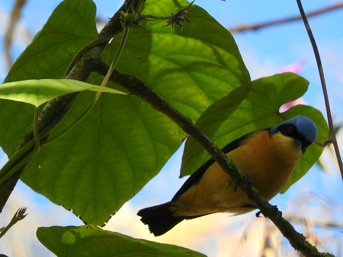 Fawn-breasted Tanager - ML620378915