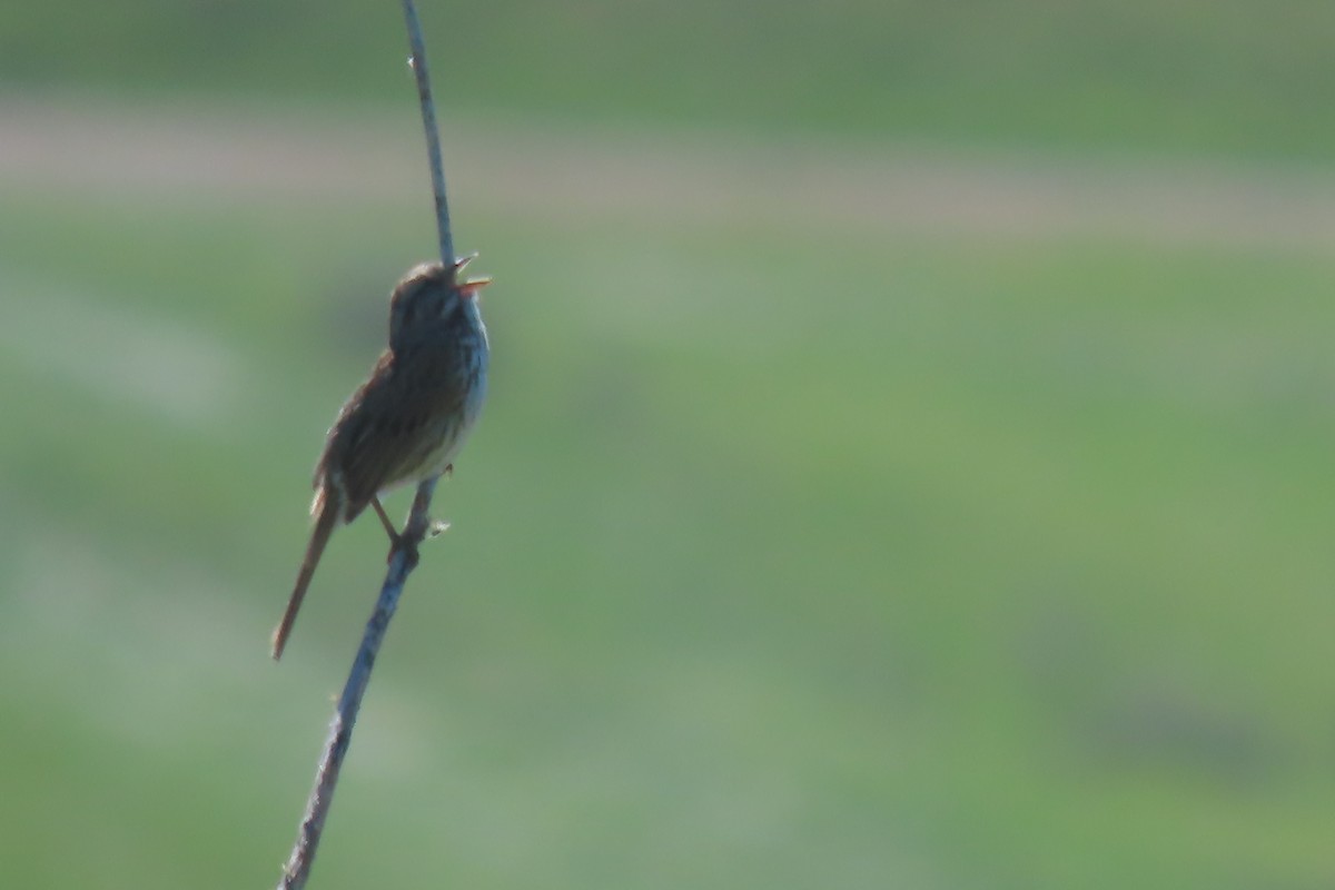 Song Sparrow - ML620378917