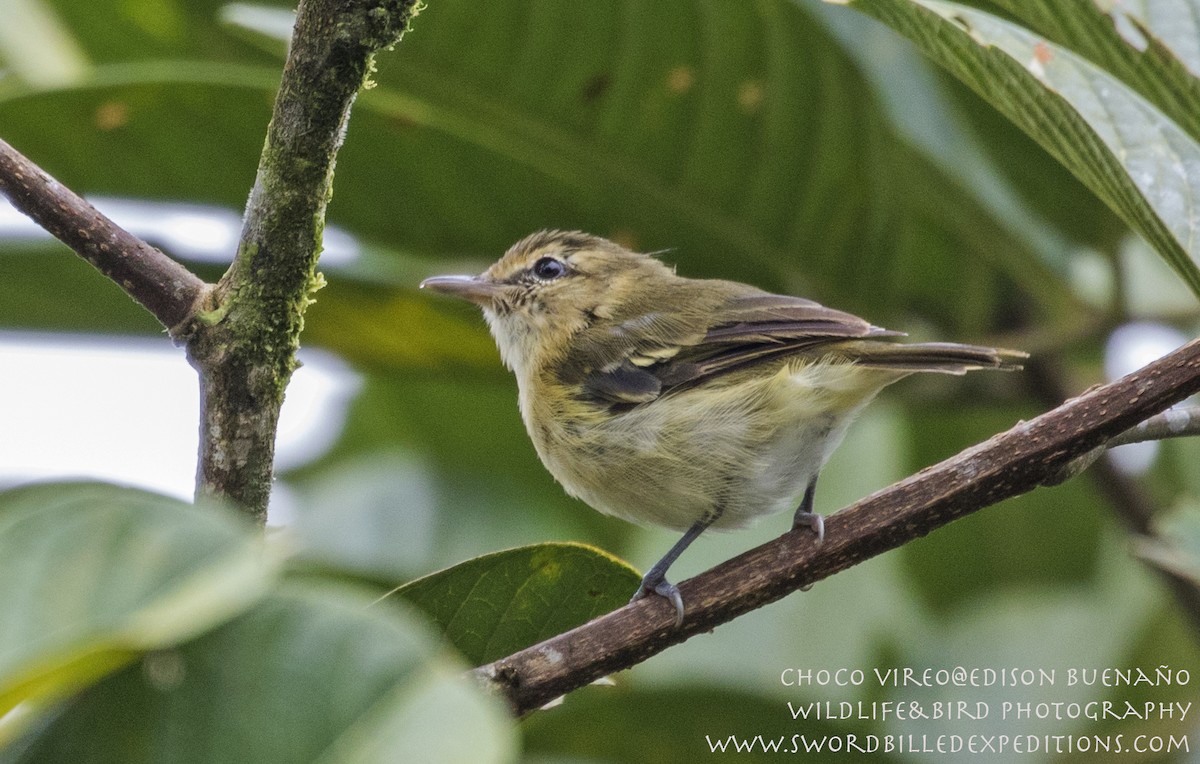 chocovireo - ML620378926