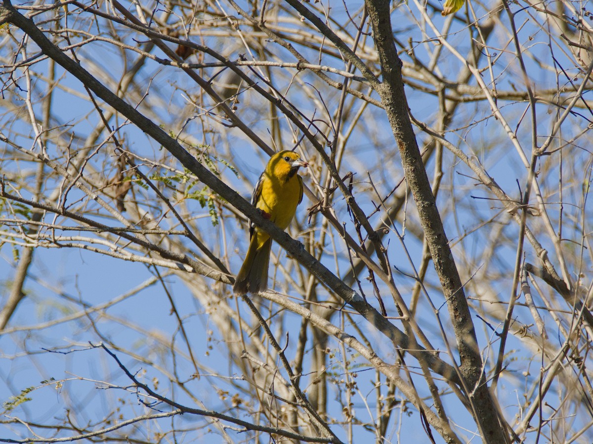 Oriole à dos rayé - ML620378943