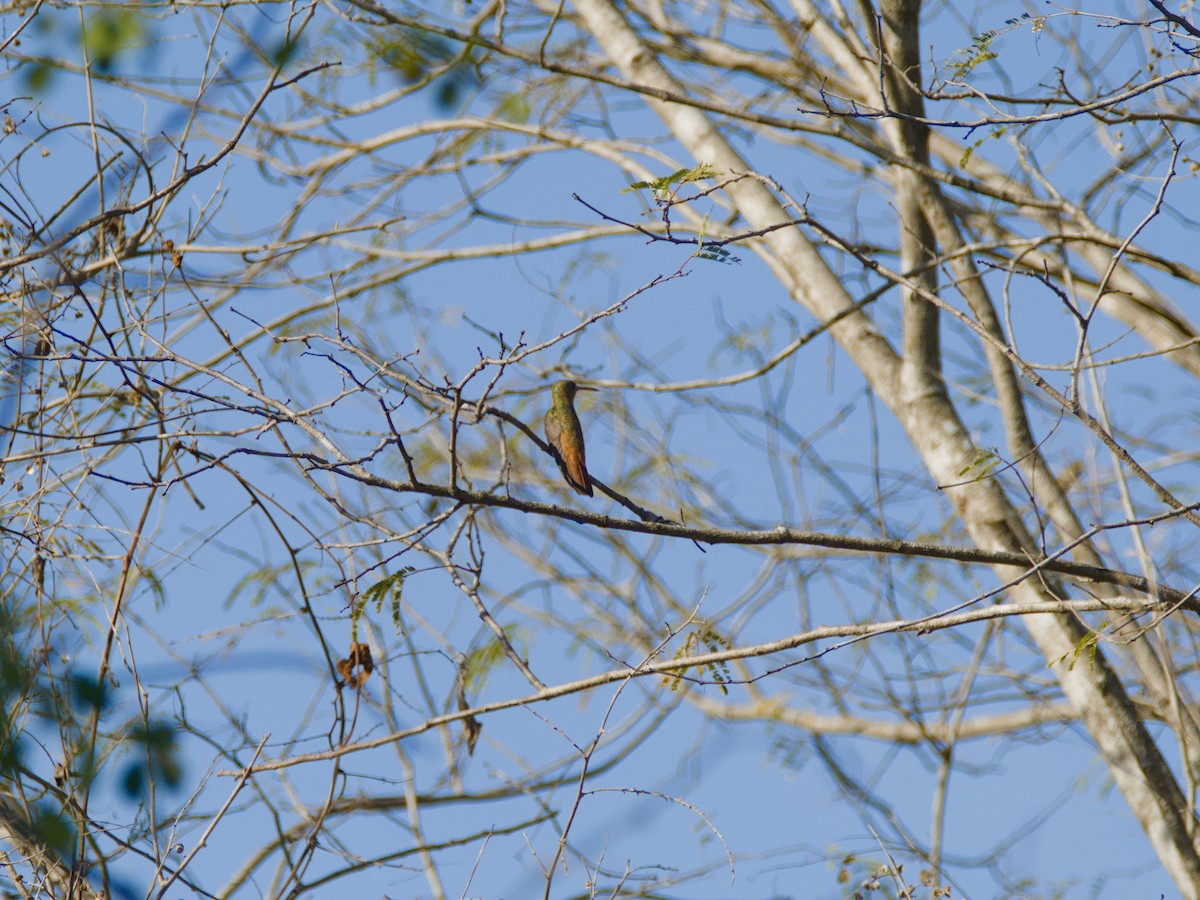 kolibřík ryšavý - ML620378962