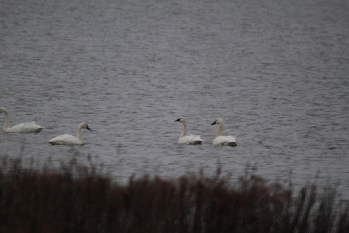 Tundra Swan - ML620378963