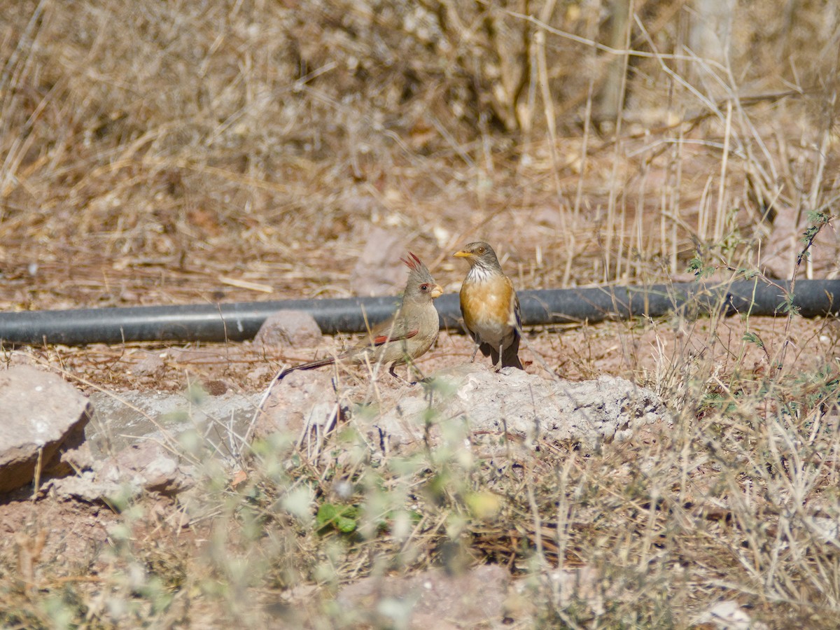 Rufous-backed Robin - ML620378972