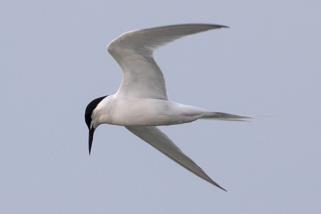 Roseate Tern - ML620378977