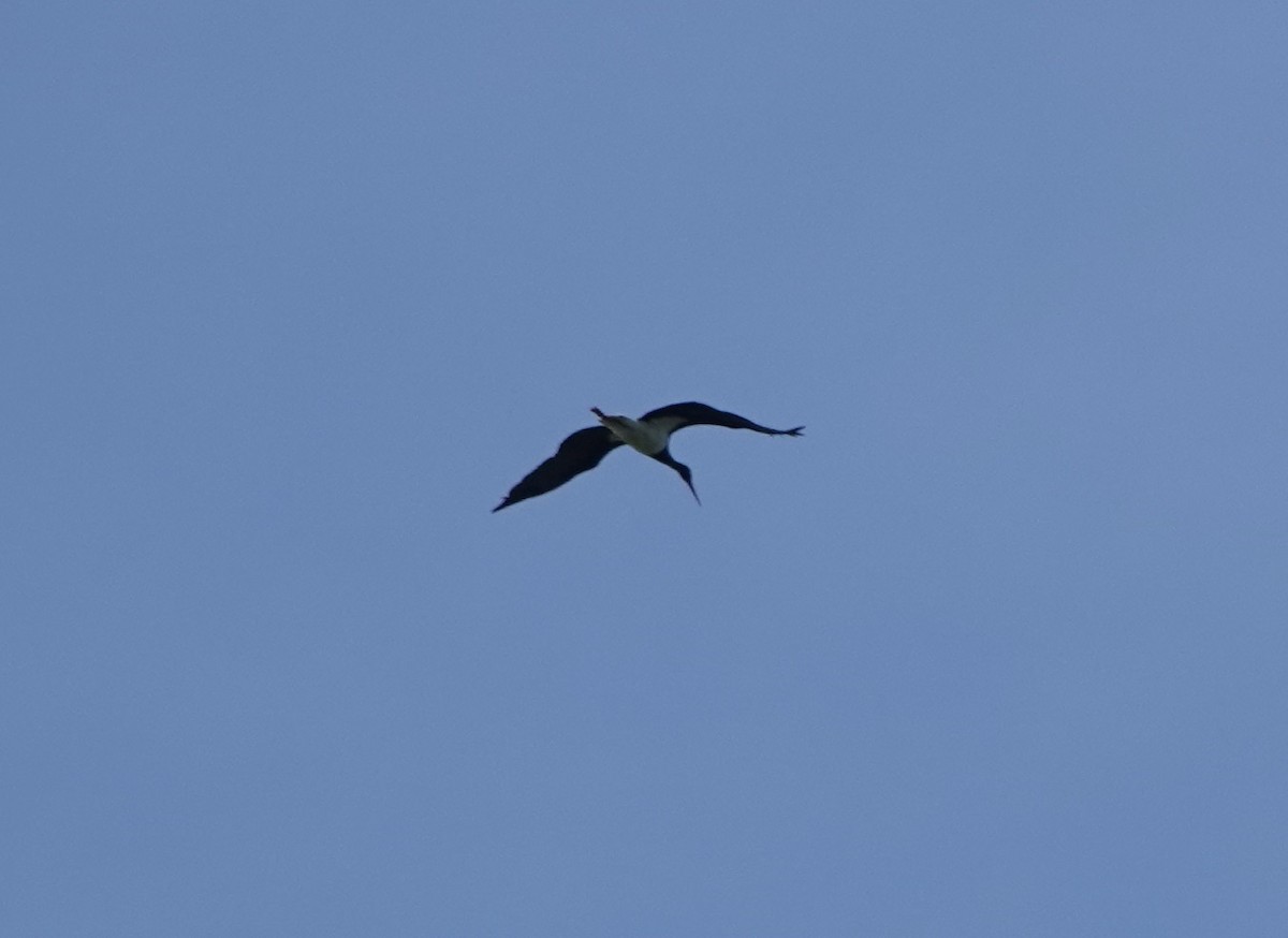 Black Stork - ML620378984