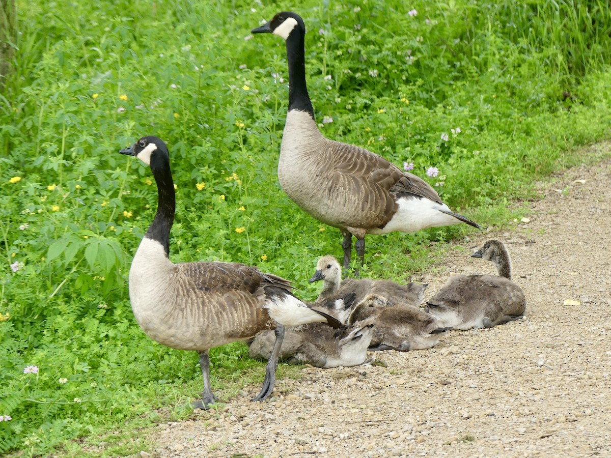 Canada Goose - Dennis Wolter