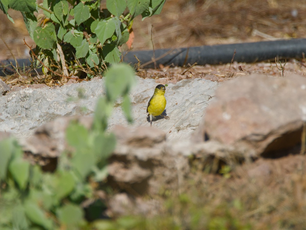 Lesser Goldfinch - ML620379000