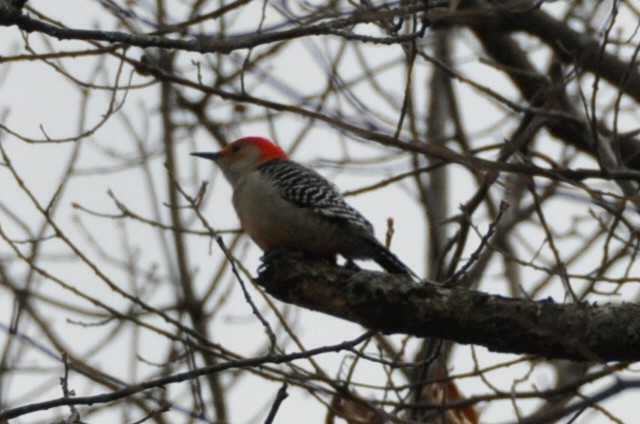 Red-bellied Woodpecker - ML620379007