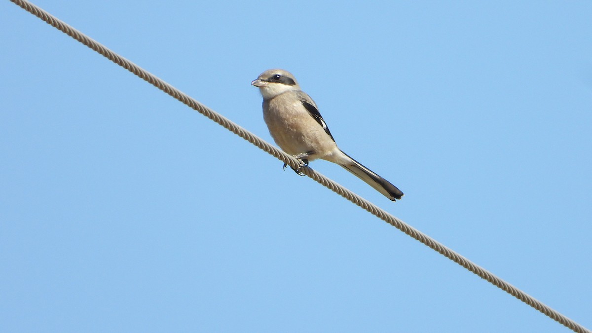 Iberian Gray Shrike - ML620379024