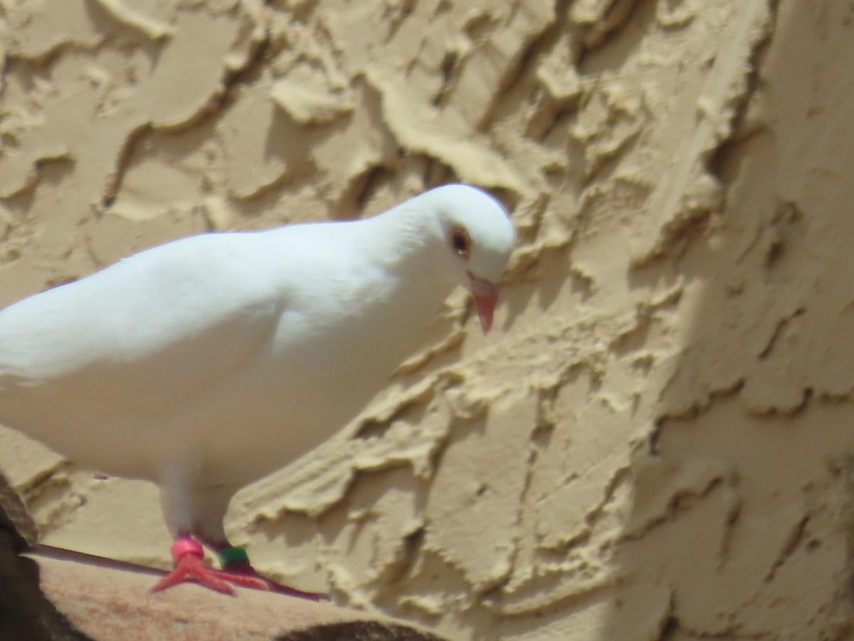Rock Pigeon (Feral Pigeon) - ML620379026