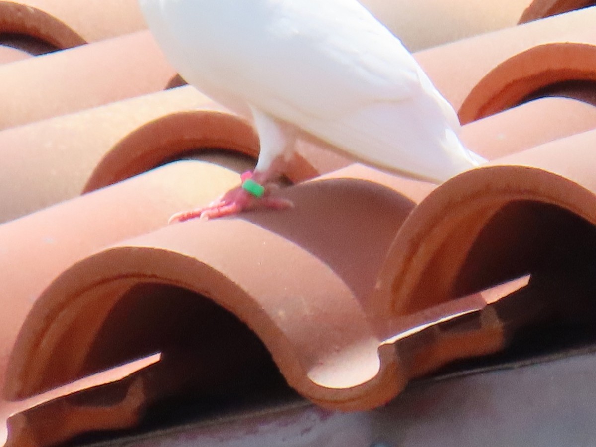 Pigeon biset (forme domestique) - ML620379028