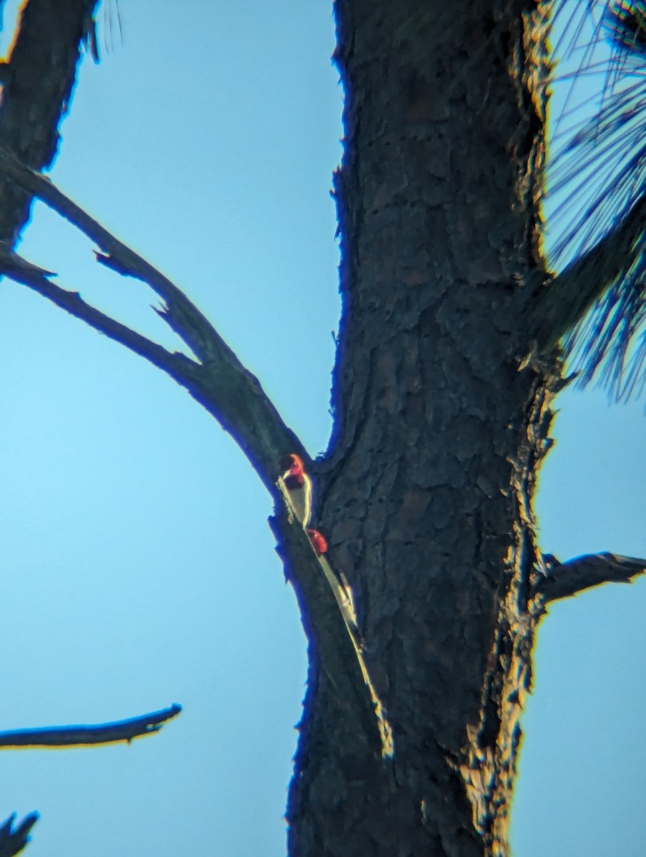 Red-headed Woodpecker - ML620379037
