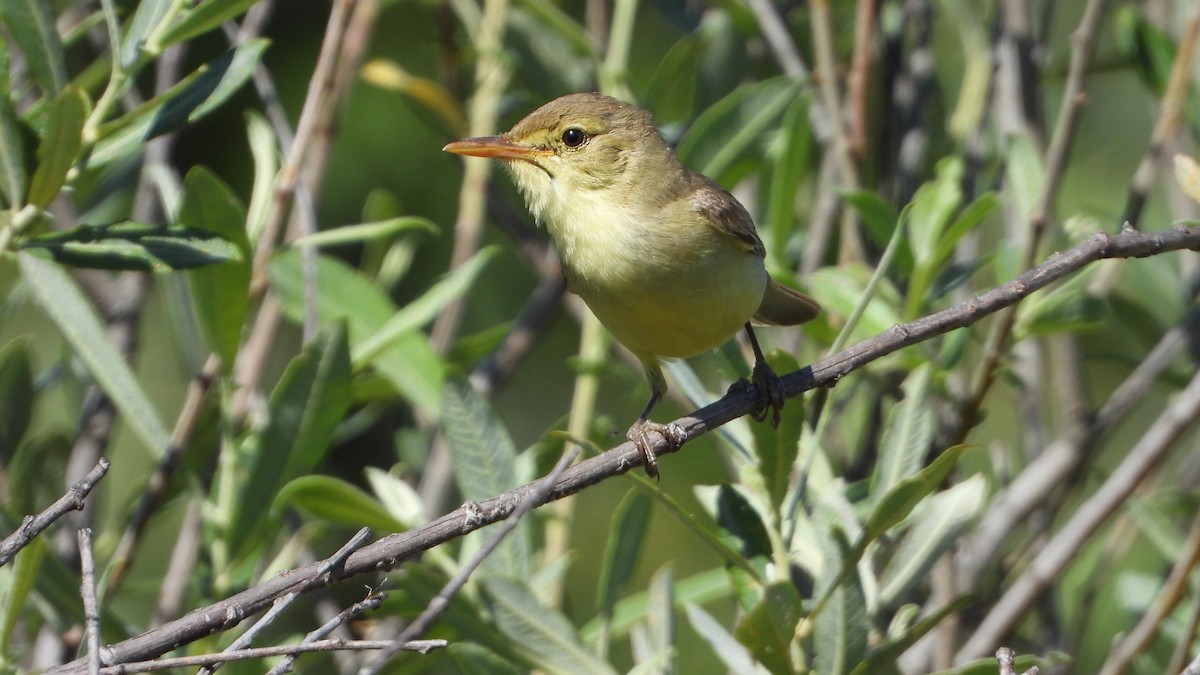 Melodious Warbler - ML620379043