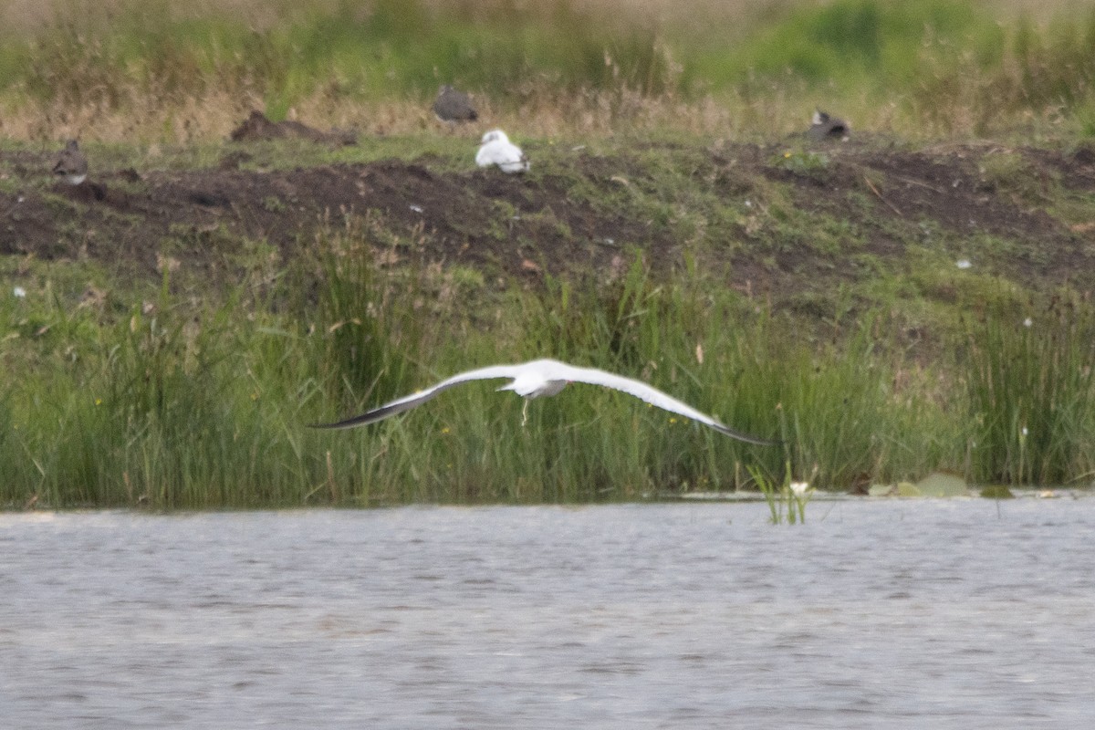 Caspian Tern - ML620379048