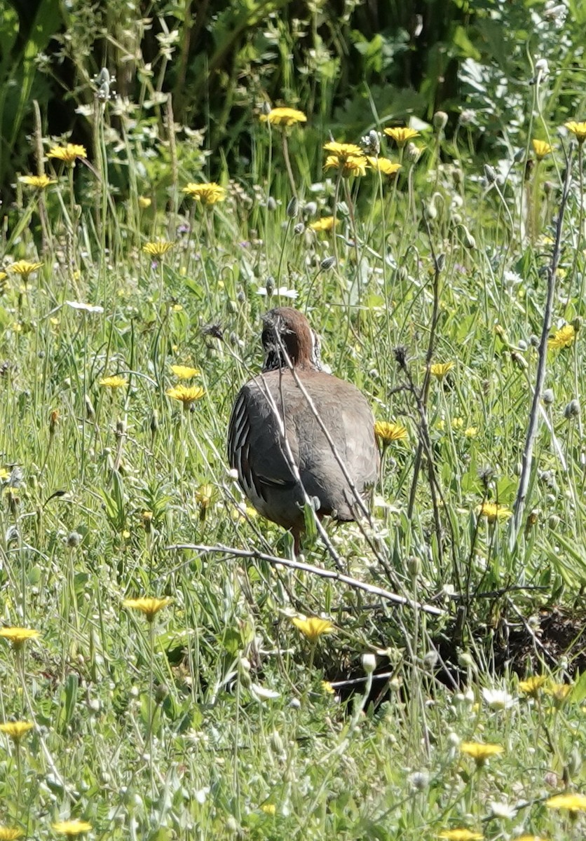 Red-legged Partridge - ML620379058