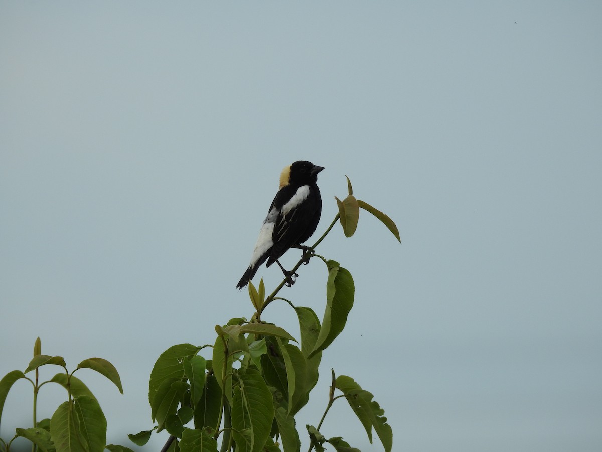 Bobolink - ML620379063