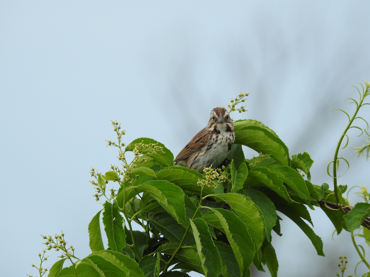 Song Sparrow - ML620379070