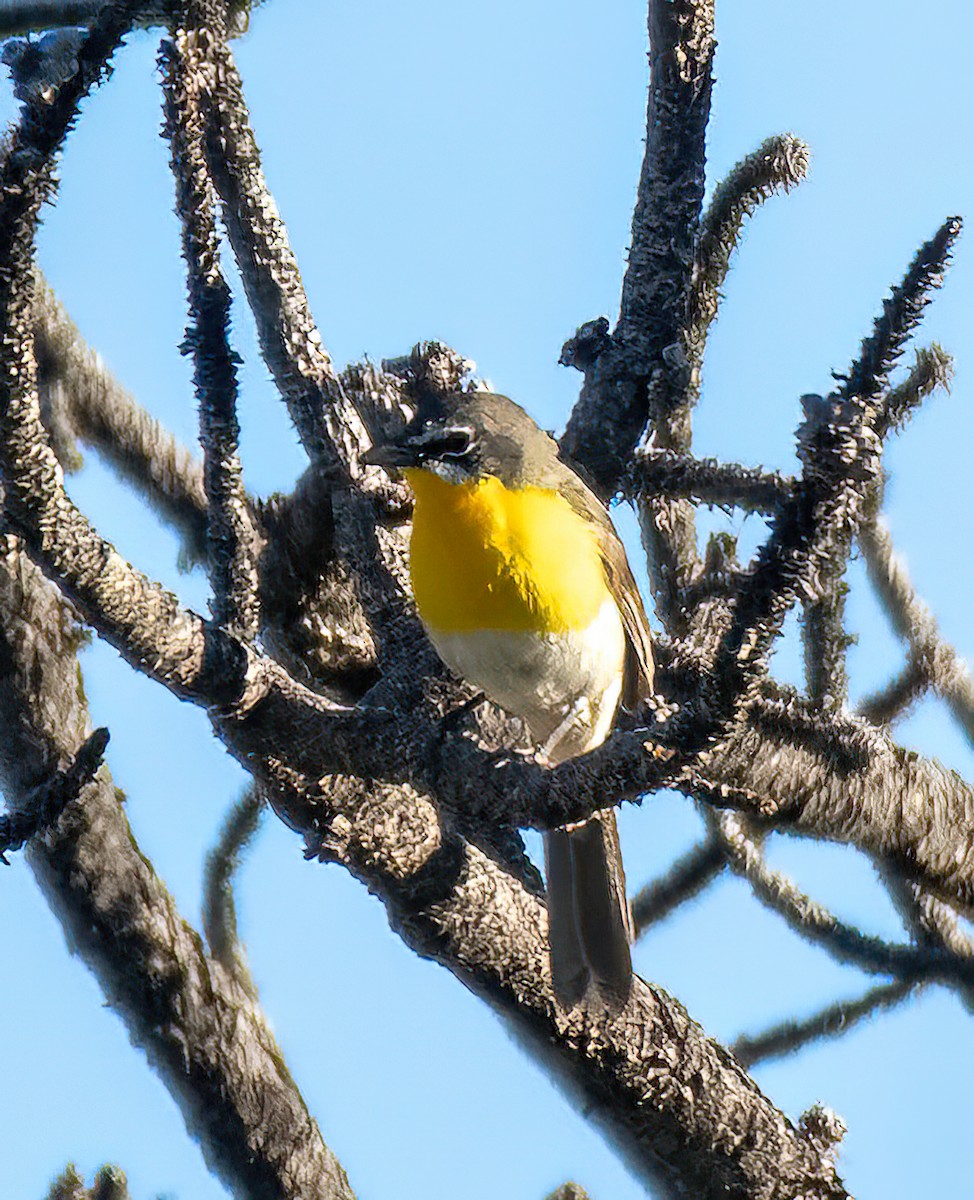 Yellow-breasted Chat - ML620379075