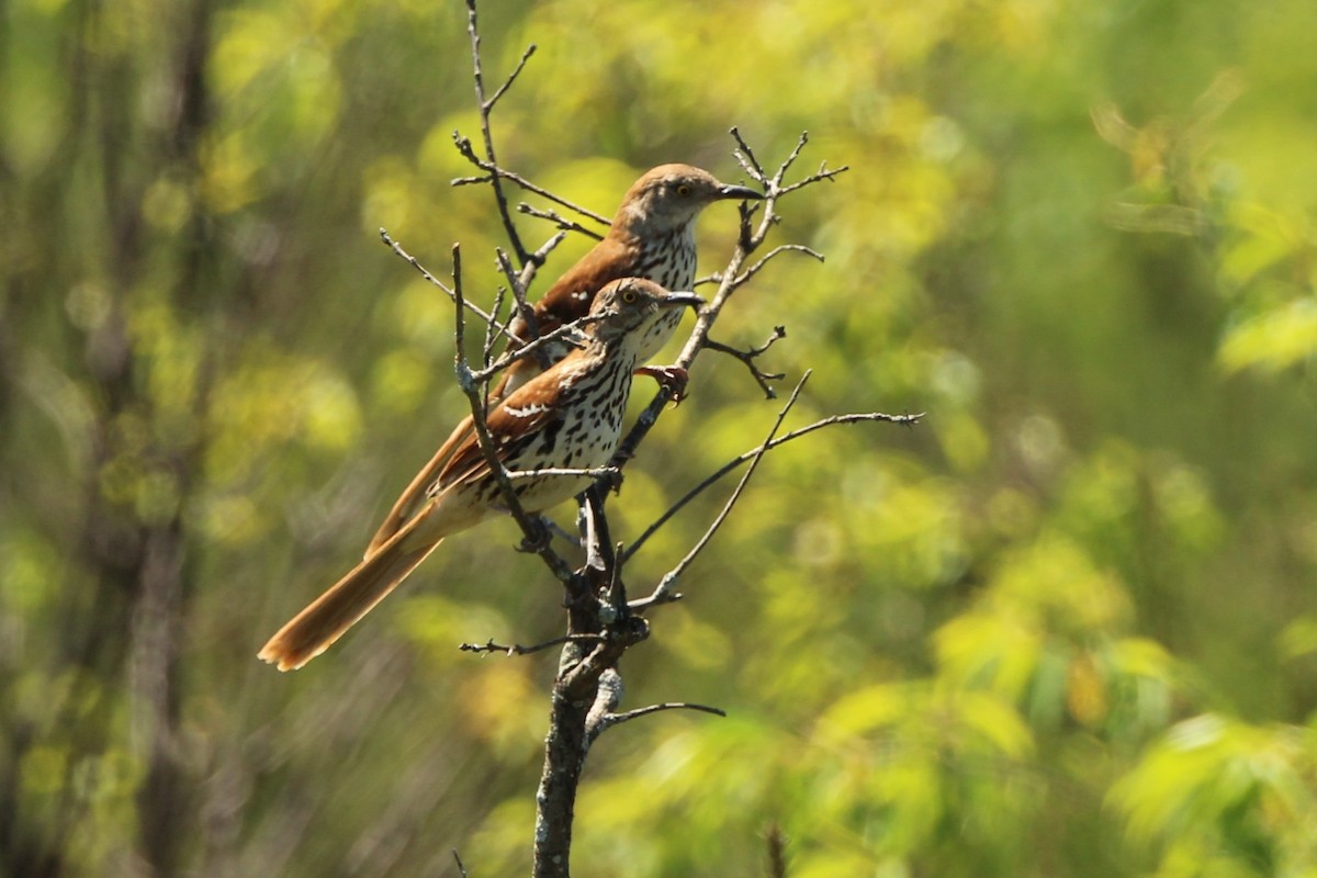 Brown Thrasher - ML620379085