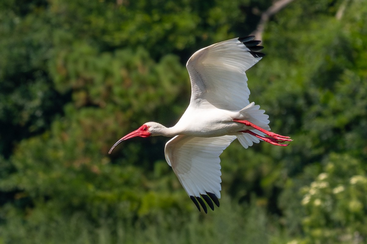 ibis bílý - ML620379089