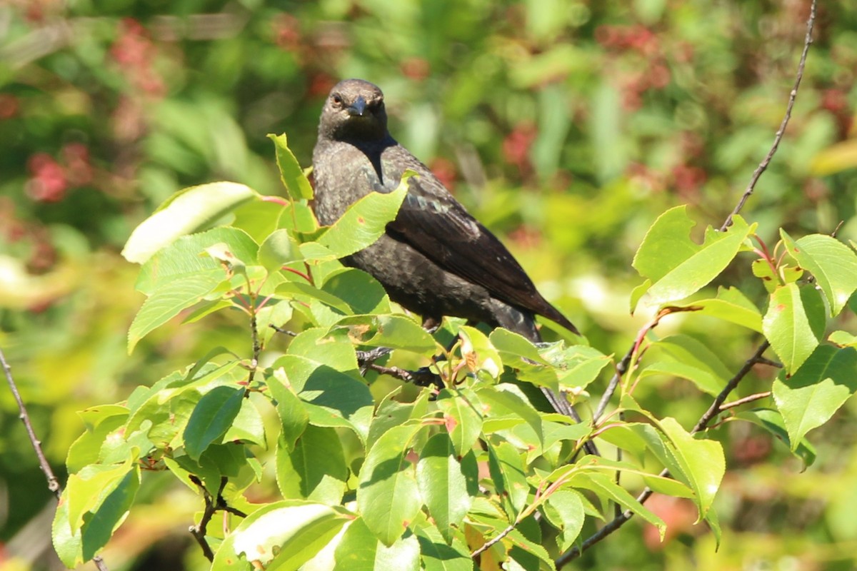 Brewer's Blackbird - ML620379090