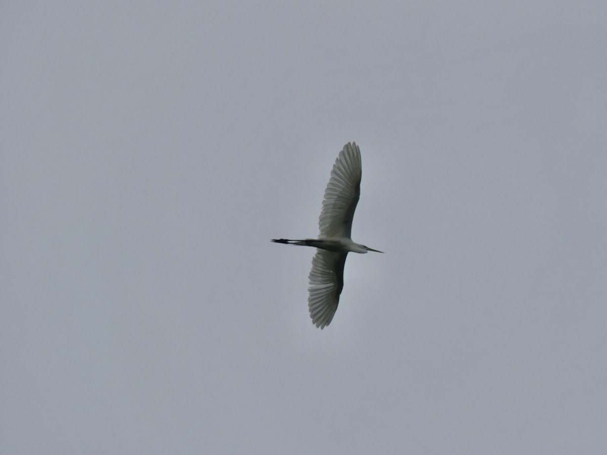 Great Egret - ML620379091