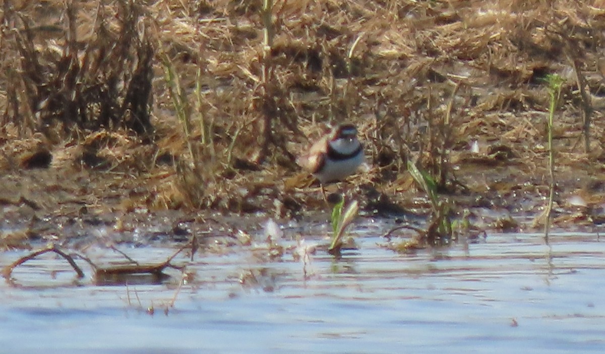 Semipalmated Plover - ML620379094