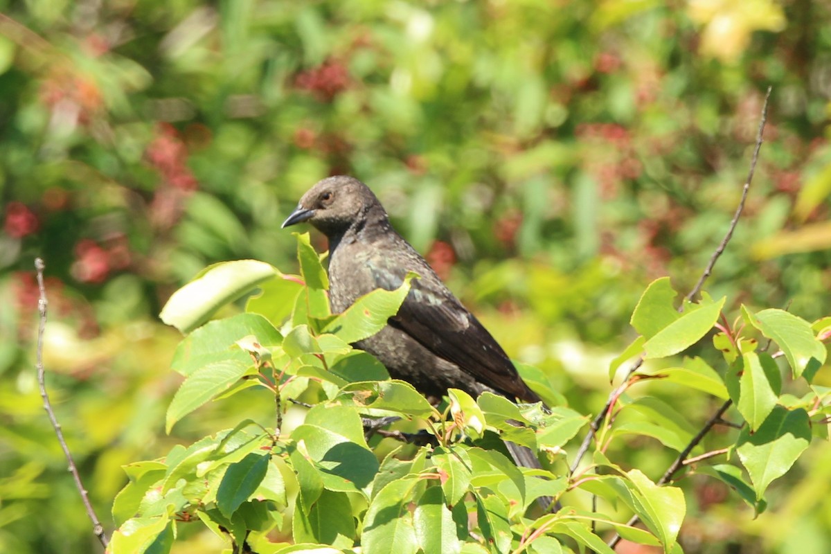 Brewer's Blackbird - ML620379097