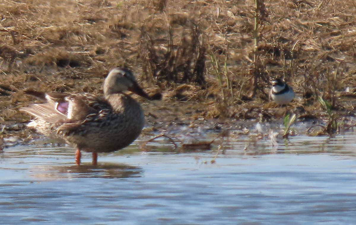 Semipalmated Plover - ML620379098