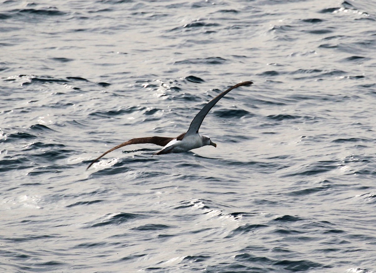 White-capped Albatross - ML620379117