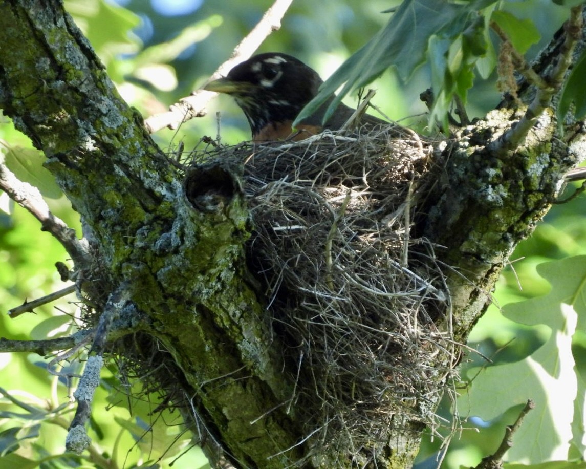 American Robin - ML620379128