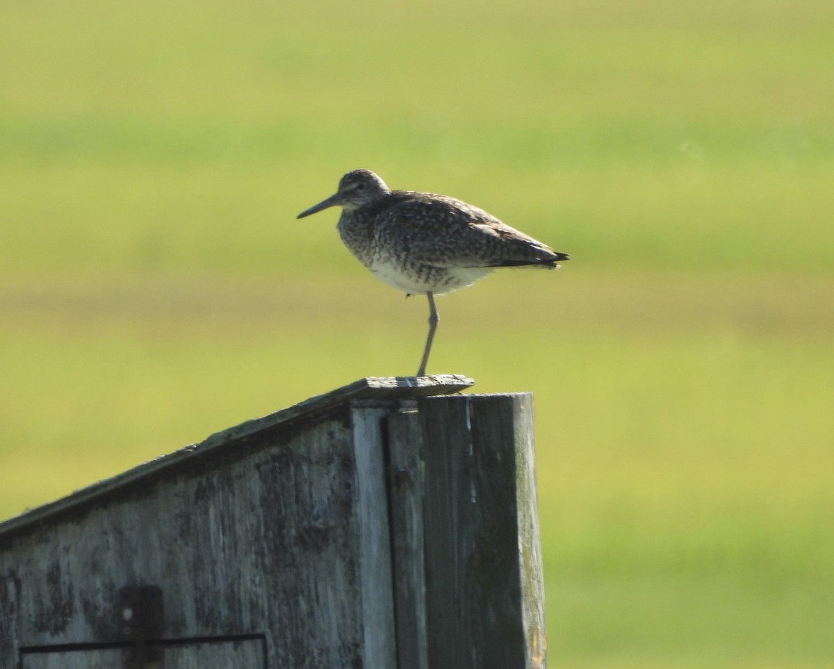 Willet - ML620379131