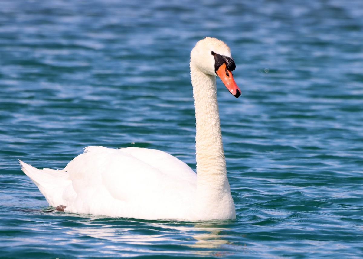 Cygne tuberculé - ML620379136