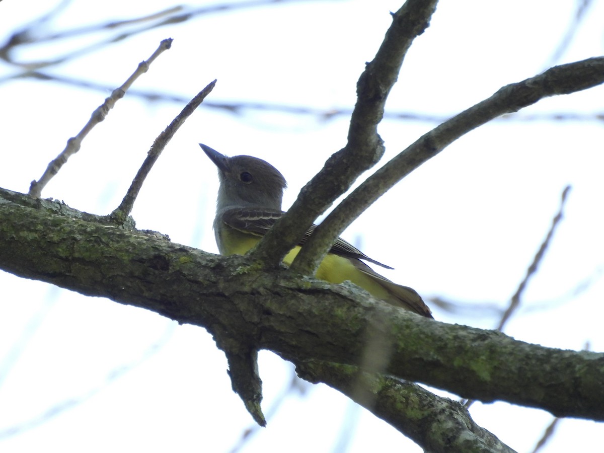 Great Crested Flycatcher - ML620379137