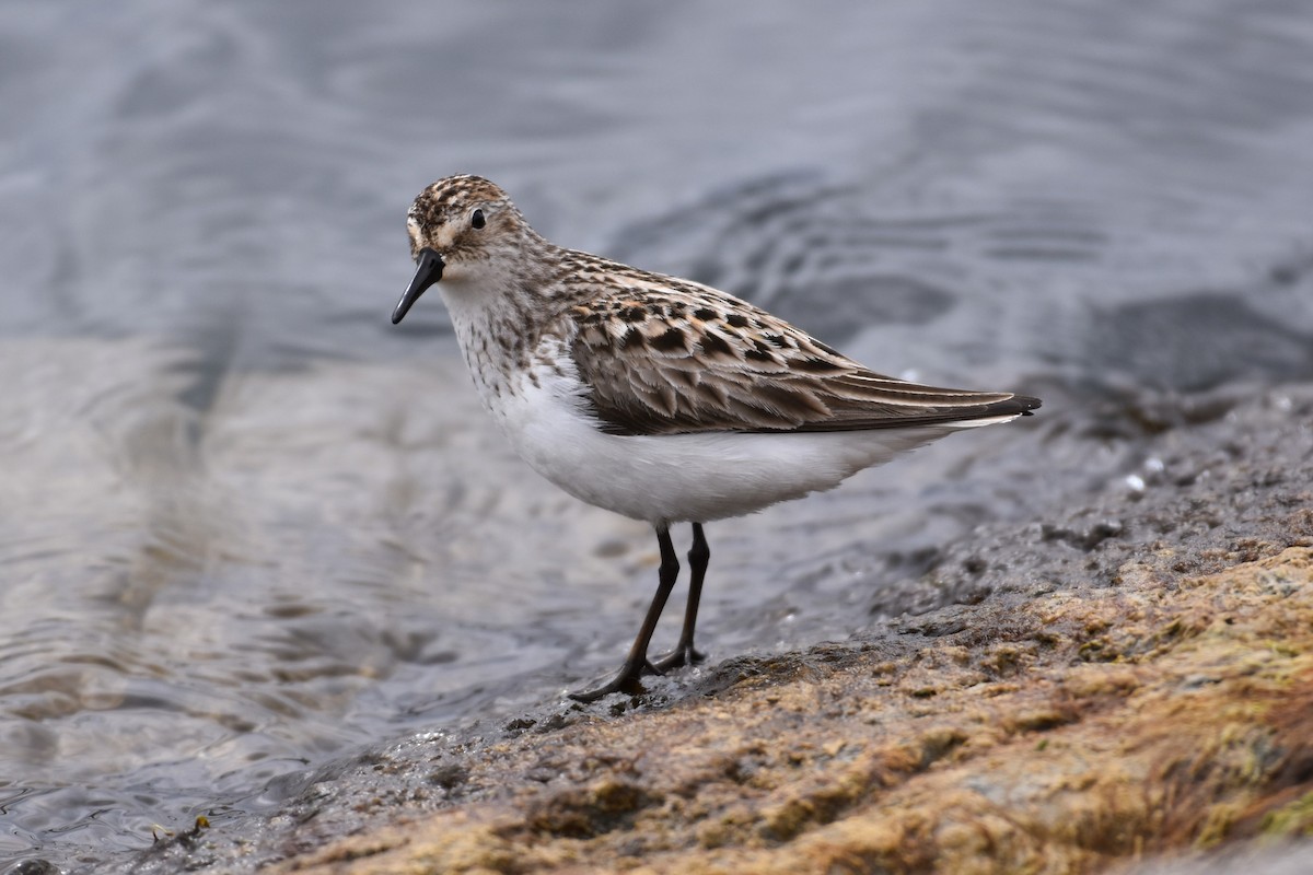 Semipalmated Sandpiper - ML620379154