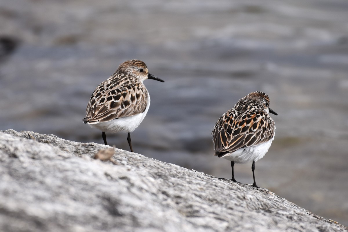 Semipalmated Sandpiper - ML620379155