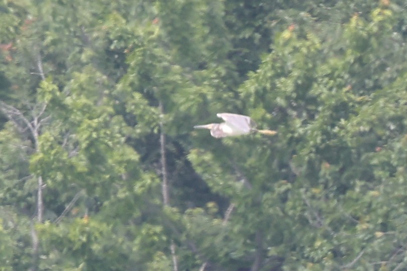 Tricolored Heron - ML620379175