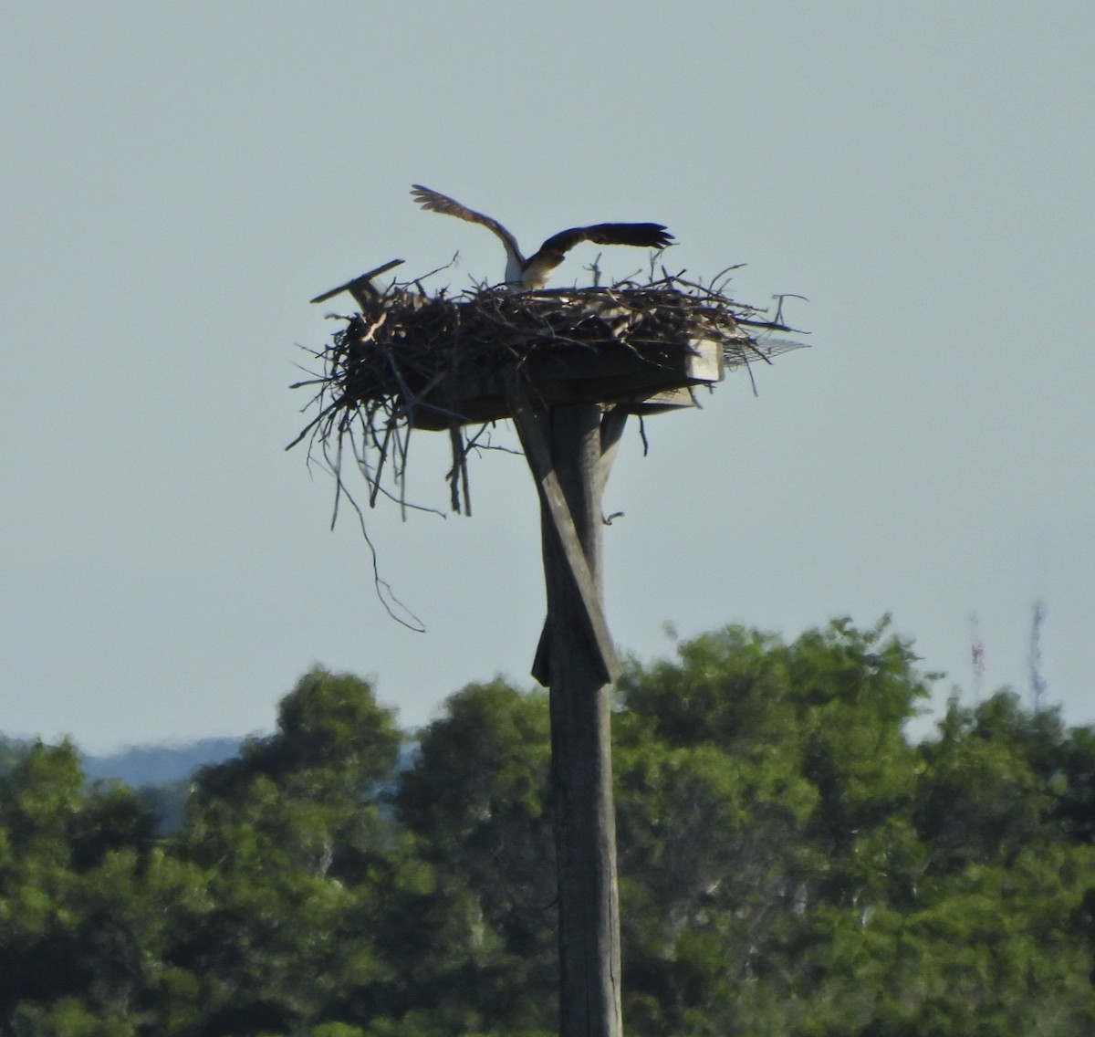 Osprey - ML620379181