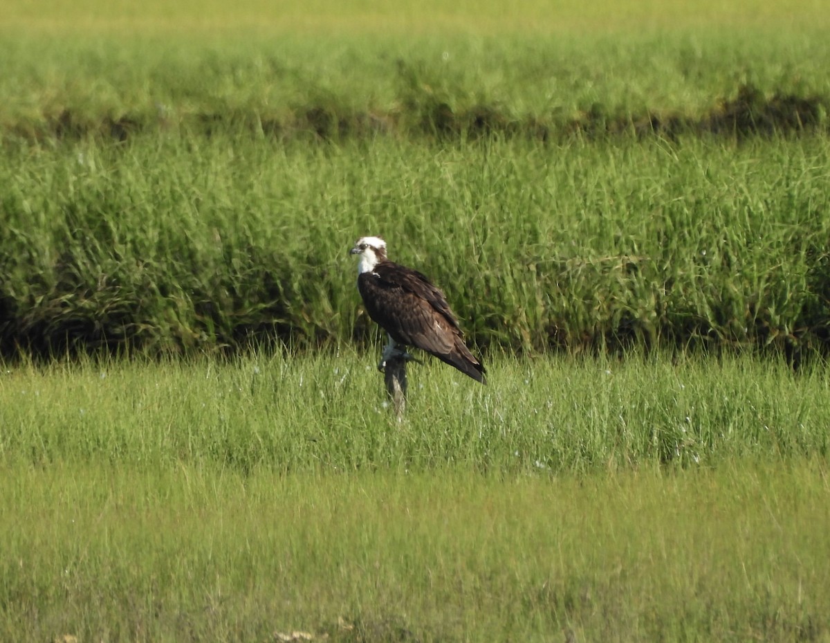 Osprey - ML620379184