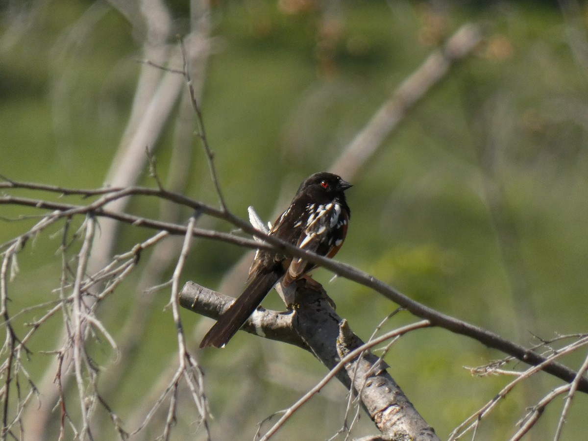 Spotted Towhee - ML620379205