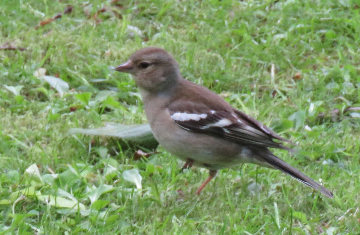 Common Chaffinch - Joe Hanfman