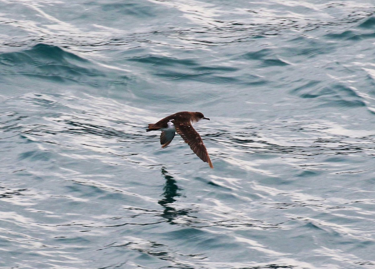 Fluttering Shearwater - ML620379210