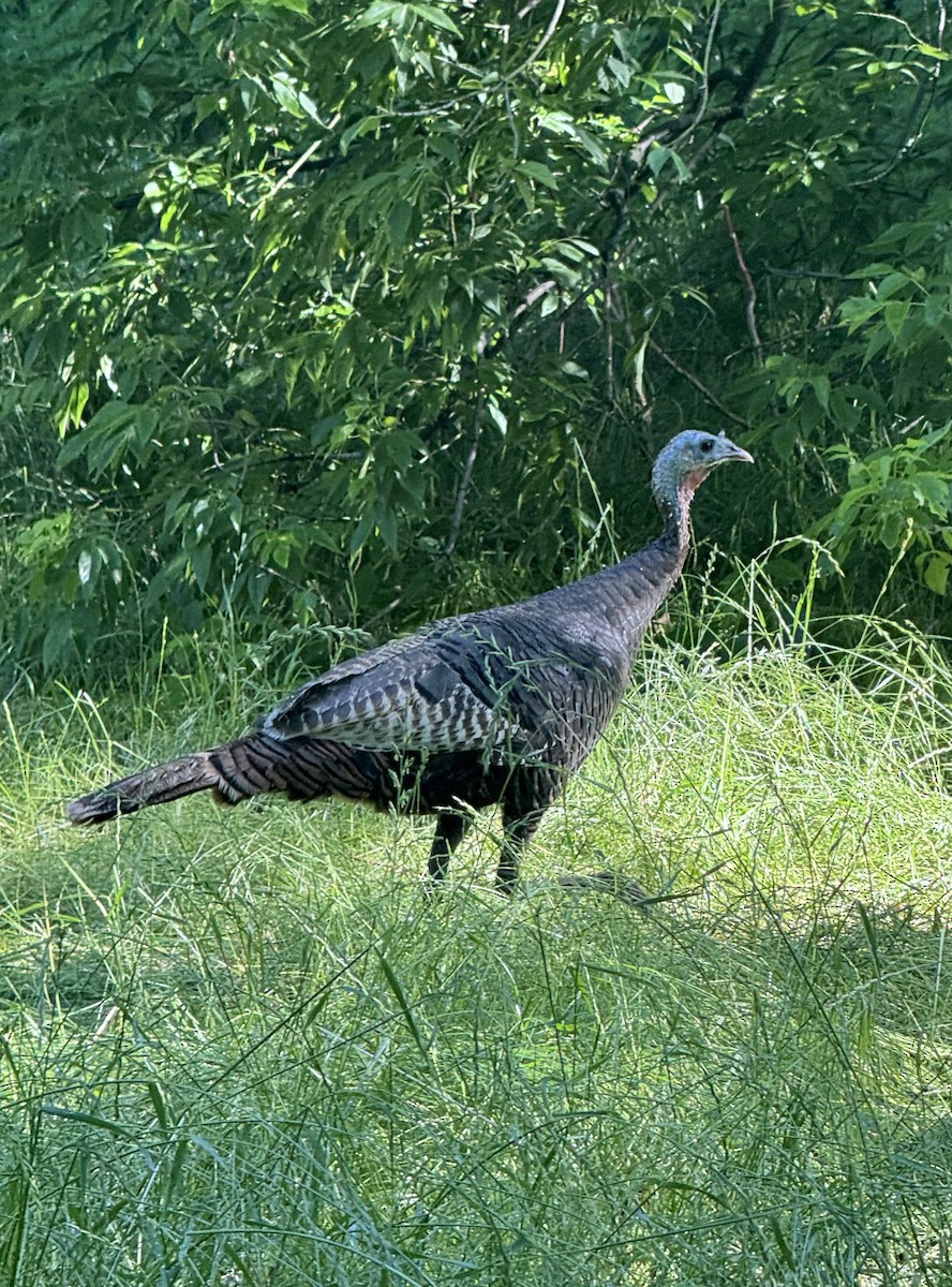 Wild Turkey - ML620379215