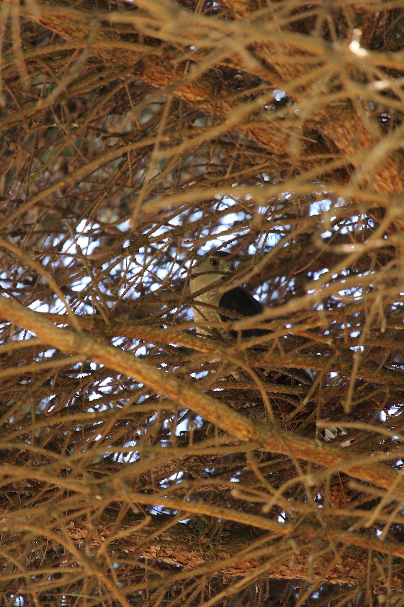 Cooper's Hawk - ML620379216