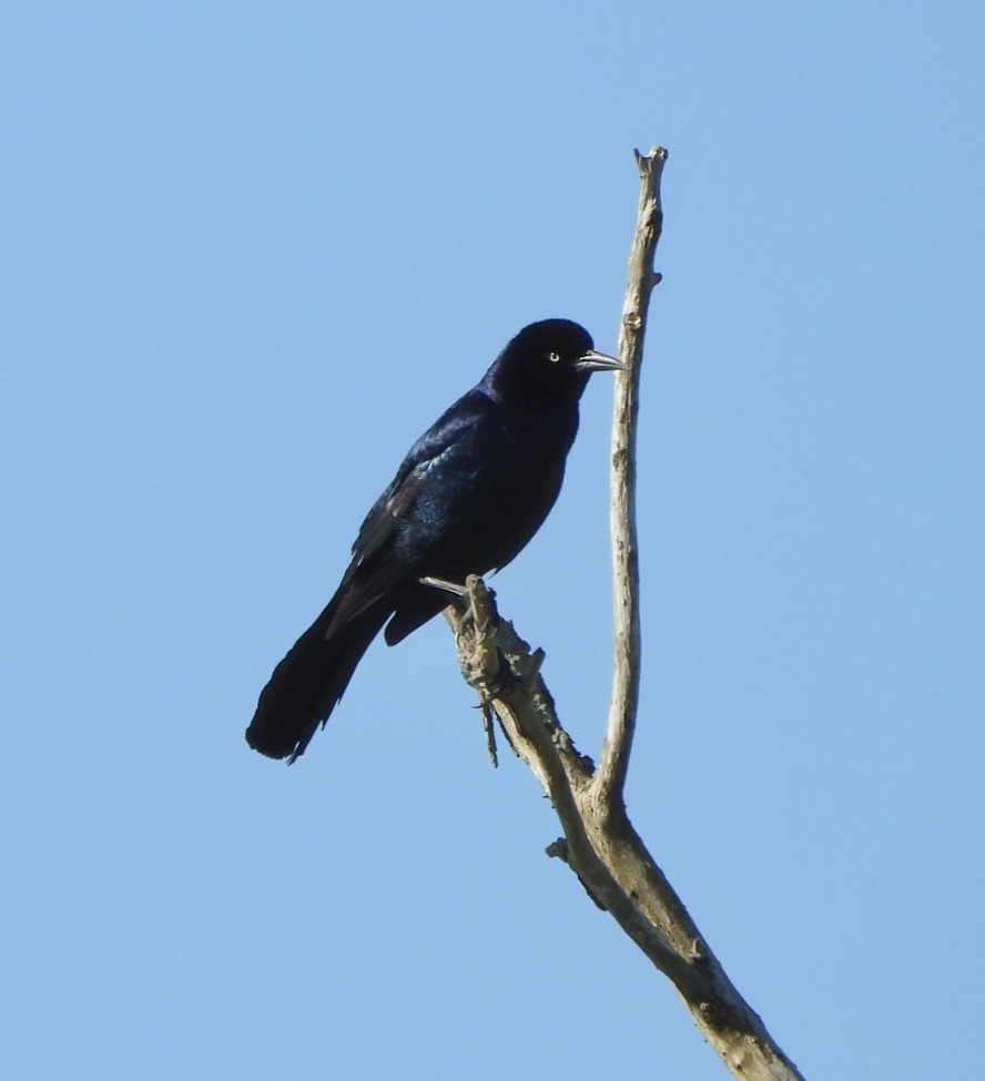 Boat-tailed Grackle - ML620379218