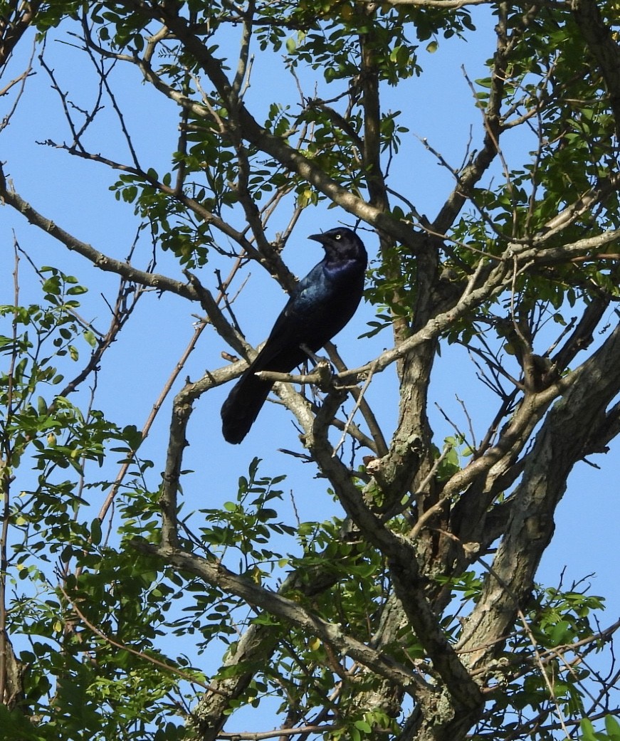 Boat-tailed Grackle - ML620379219
