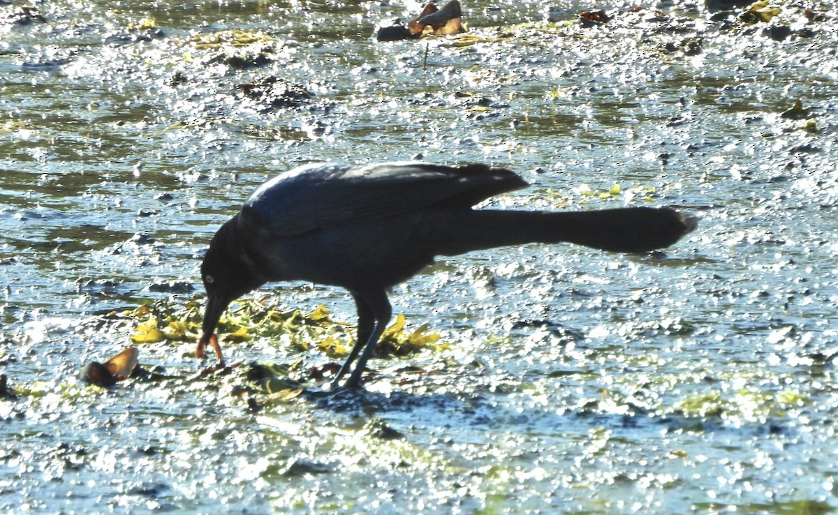 Boat-tailed Grackle - ML620379220